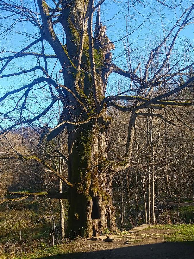 Lesny Dworek 1 Wolkowyja Dış mekan fotoğraf